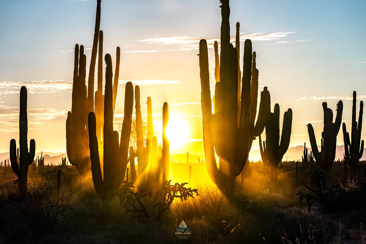GGerardox2's tweet image. Desierto de Sonora.