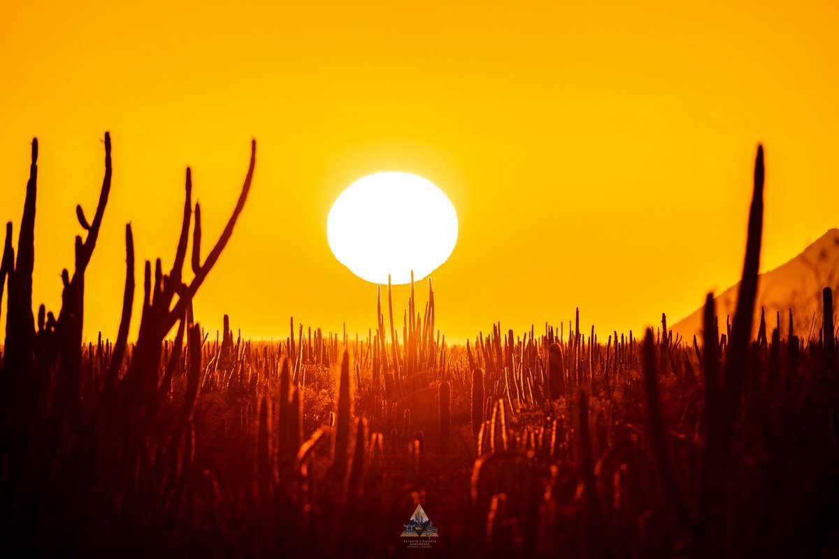 GGerardox2's tweet image. Desierto de Sonora.