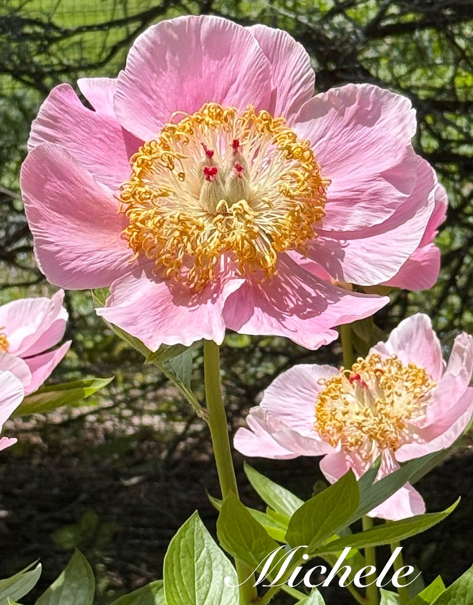 gingerartist1's tweet image. Happy #PinkFriday π A gorgeous peony seen while garden hopping here in upstate NYβ¦enjoy! πΈππ #flowers #FlowersOnFriday #FlowersOfX #FlowersOnX #flowerphotography #gardens #NatureBeauty #flowerpictures #FlowersOnFridays #flowersmakemehappy