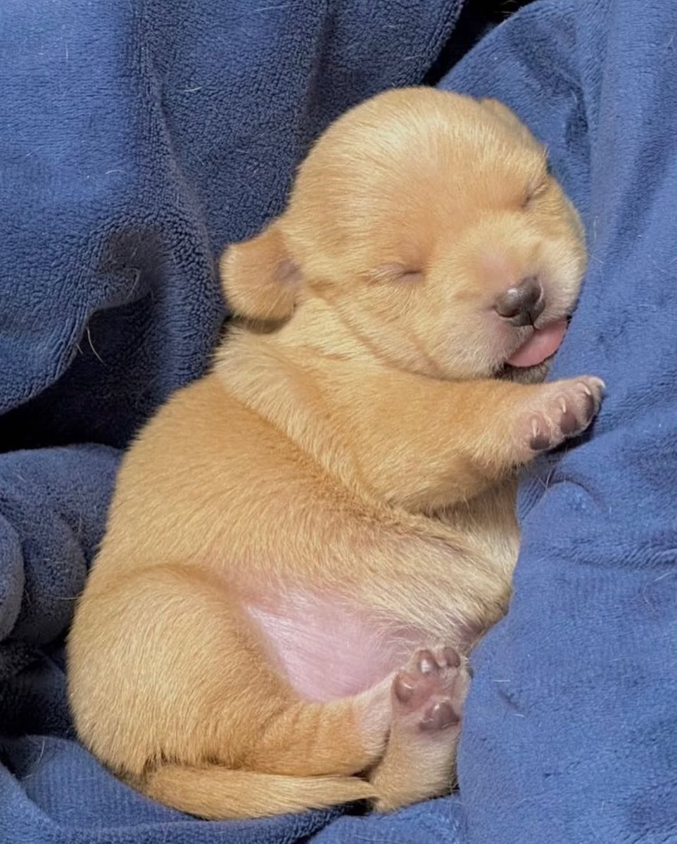 puppies_video's tweet photo. Cute puppy https://t.co/7VgK60Pfyv