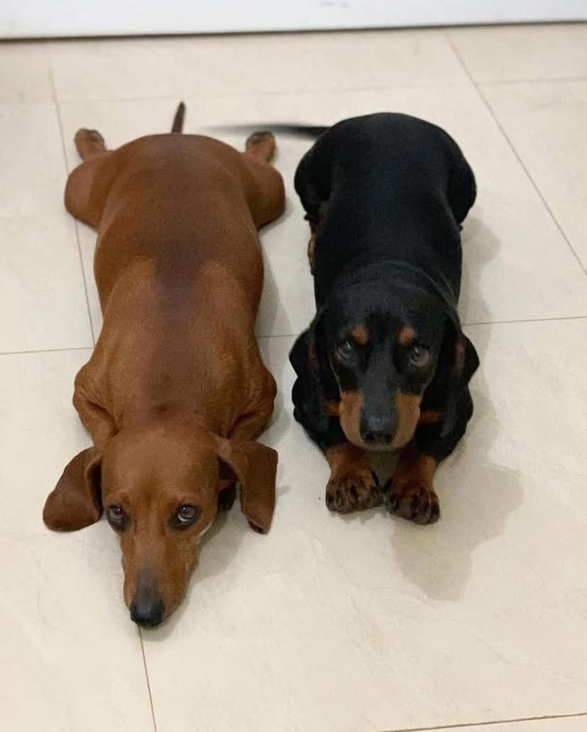 Dachshund (@daschundlovers2) on Twitter photo 