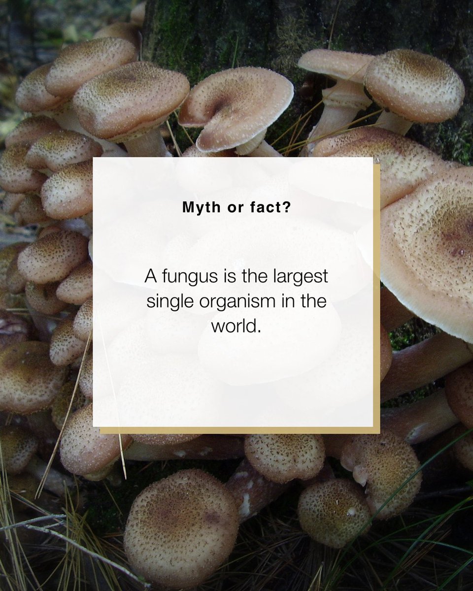 CUAnschutzWell's tweet photo. Can a fungus really be the largest organism on Earth? 🍄 Swipe to find out ➡️
 #MythOrFactFridays https://t.co/NxJqpnpTu7