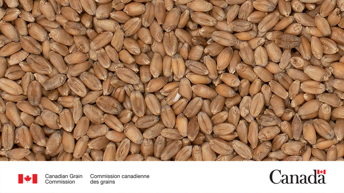 Grain grading update! Effective July 1, there are new standard prints for assessing mildew in eastern wheat. Learn more about the new standards: ow.ly/gju250Whzwx #EastCdnAg