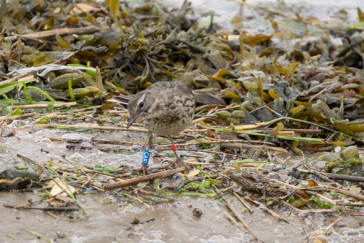 Phil Woollen (@philwoollen) on Twitter photo Colour ringed Rock Pipit CAX was ringed <a href="/hilbrebirdobs/">Hilbre Bird Obs</a> as a juv in July 24. Seen on the mainland at Hoylake in Feb 25 & now recruited into the breeding population on Hilbre. 1st sighting back on the island since ringing Colour ringed Rock Pipit CAX was ringed <a href="/hilbrebirdobs/">Hilbre Bird Obs</a> as a juv in July 24. Seen on the mainland at Hoylake in Feb 25 & now recruited into the breeding population on Hilbre. 1st sighting back on the island since ringing