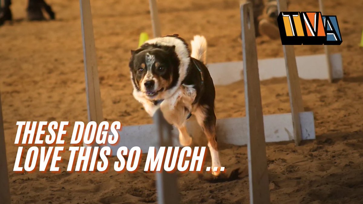🐕🎾 The TVAyrshire crew visited Maggie’s Muddy Mutts to find out what Flyball is and just why these dogs love it so much! 

WATCH 🎥
youtu.be/Hyek6j1JUGU

We had great fun filming this, thanks maggiesmuddymutts for the invite! 

#TVAyrshire