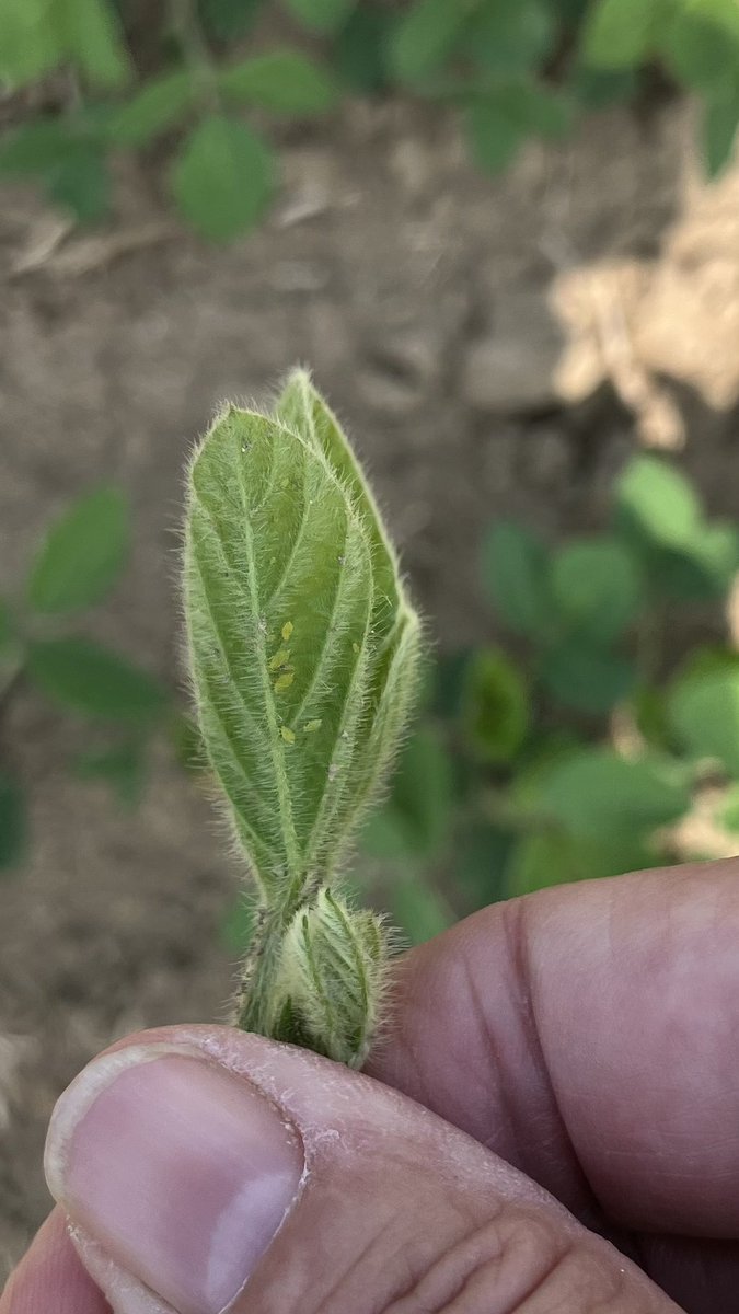 Aphids have ARRIVED!!! Scout! Scout! Scout!