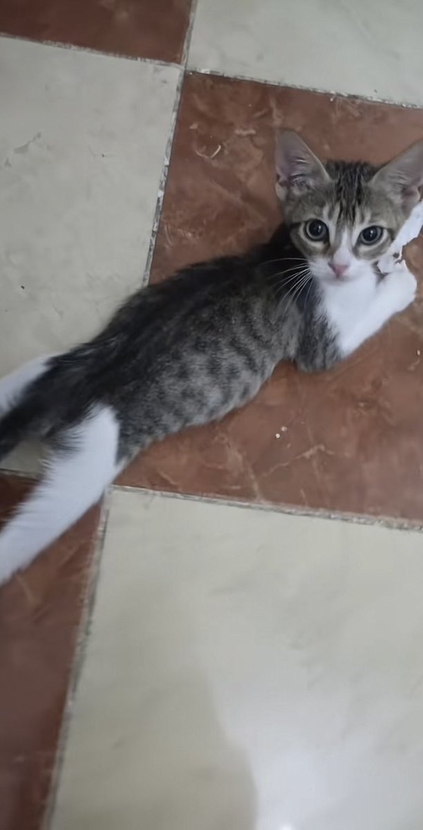 cimranec's tweet image. Vous aussi votre chat s’allonge bizarrement quand il a chaud ?