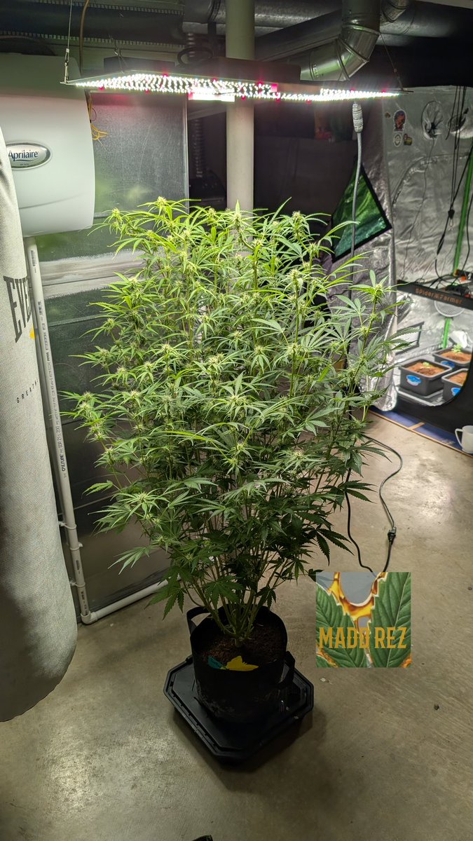 Parrothead Auto 🦜🌱
This is a first 😂 Almost 4.5ft tall and just overtaking the tent. So. She's gonna do what she does in the open basement. Period. The SF2000 is small but it's all I got left 🙃 Poor planning on my part