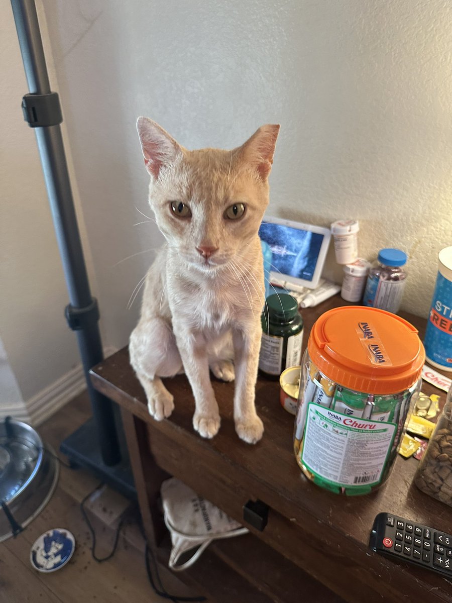 burgerbecky's tweet image. Our newest member of the clowder has a mathematically perfect name, Peanut Hamper!