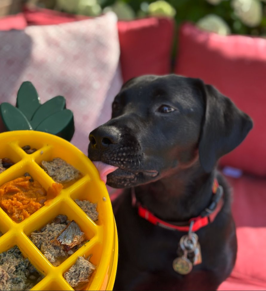🍍 Happy International Pineapple Day! 🍍
Who says pineapples are just for people? This lucky pup is getting in on the fun with a tropical spin on her Steve’s Real Food meal—served in the cutest pineapple-shaped enrichment tray! 🐾💛