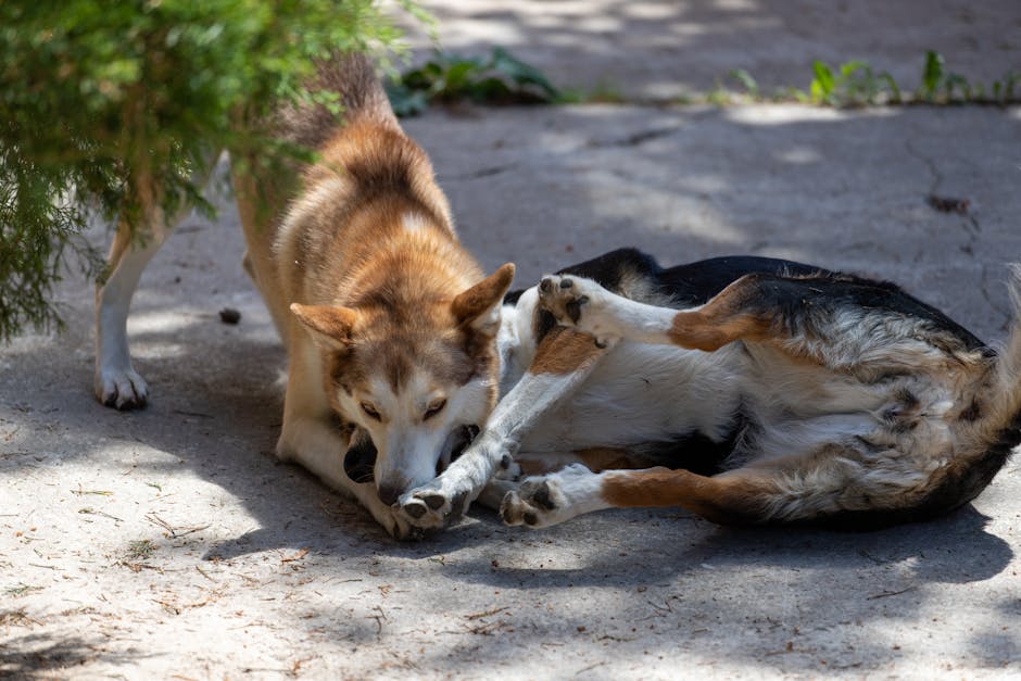 Open_TO's tweet image. There are 347 dogs under Dangerous Dog Orders in TO. Beaches–East York has the most: 19. 27 new orders have already been issued in 2025. With summer rolling in, make it a priority to stay safe and keep dogs leashed in public spaces.
See the data: open.toronto.ca/dataset/dogs-i…