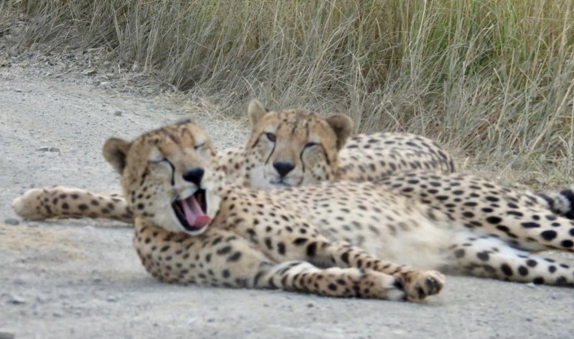 A little nap after lunch for the happy brothers Amani and Asante. 
Tough life indeed…
