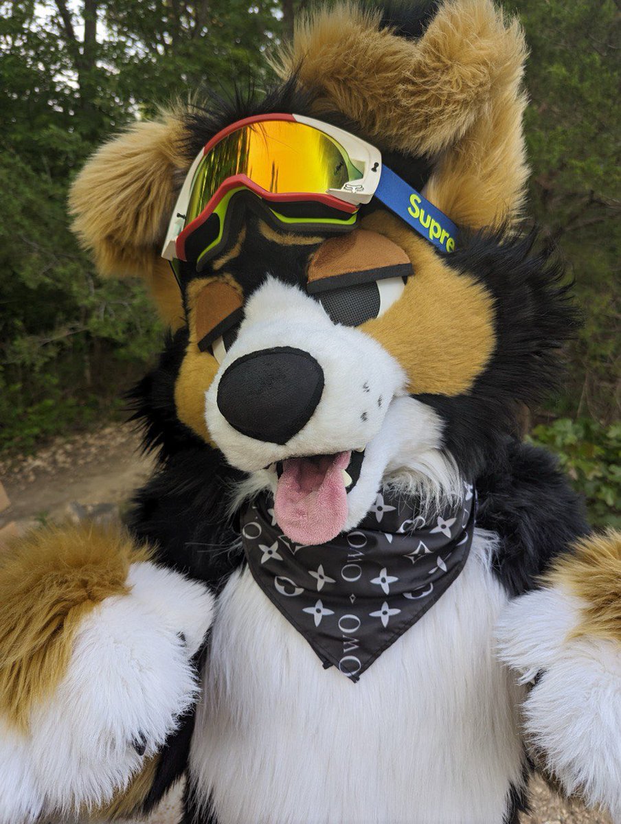 norfdog's tweet image. Feeling so dog rn you have no idea 🐕 

#FursuitFriday 
📸 @AutomataDog