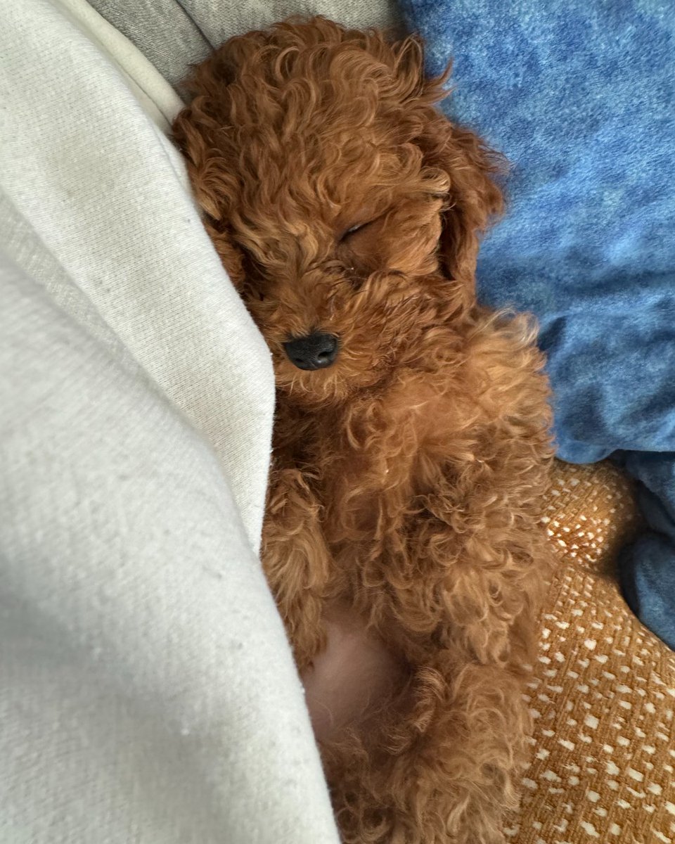 A flashback Friday shot of Gemma, who was not long ago, an innocent slumbering puppy. Those days are over! 😂🤣

#gemma #doggy #doglife #cute #rossvalory #fbf #flashbacckfriday