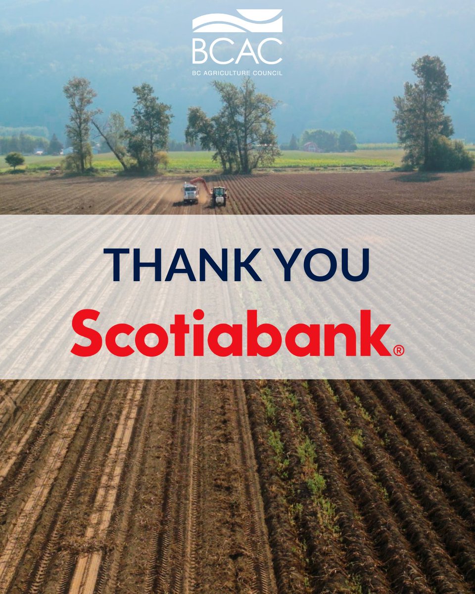 BC Agriculture Council (@bcagcouncil) on Twitter photo A heartfelt thank you to <a href="/scotiabank/">Scotiabank</a> for your steadfast support over the past 9 years. Your partnership continues to make a meaningful difference & plays an important role in strengthening B.C.’s agriculture sector. We’re grateful for your commitment to B.C.’s farmers & ranchers. A heartfelt thank you to <a href="/scotiabank/">Scotiabank</a> for your steadfast support over the past 9 years. Your partnership continues to make a meaningful difference & plays an important role in strengthening B.C.’s agriculture sector. We’re grateful for your commitment to B.C.’s farmers & ranchers.