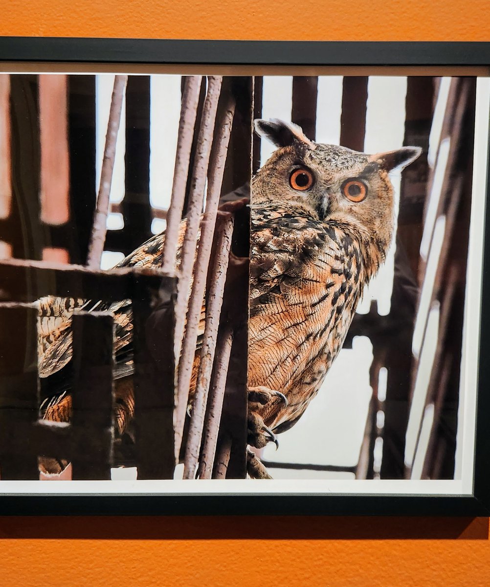Manhattan Bird Alert (@birdcentralpark) on Twitter photo See the wonderful exhibition, closing soon, "The Year of Flaco" at <a href="/NYHistory/">The New York Historical</a> (Central Park West at 77th Street). Last day for it is July 6.š¦ ā¤ļø See the wonderful exhibition, closing soon, "The Year of Flaco" at <a href="/NYHistory/">The New York Historical</a> (Central Park West at 77th Street). Last day for it is July 6.š¦ ā¤ļø