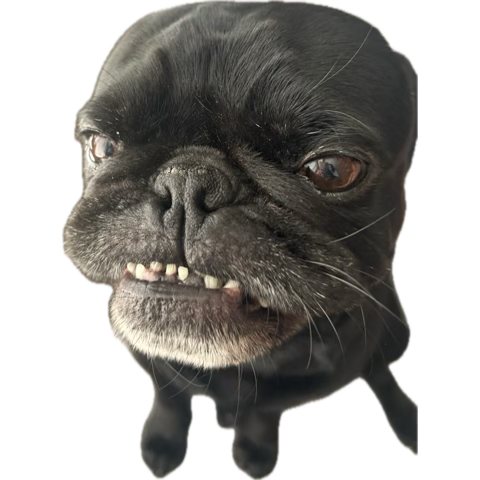 igurticus's tweet photo. Example A https://t.co/7yFVxkFylf
