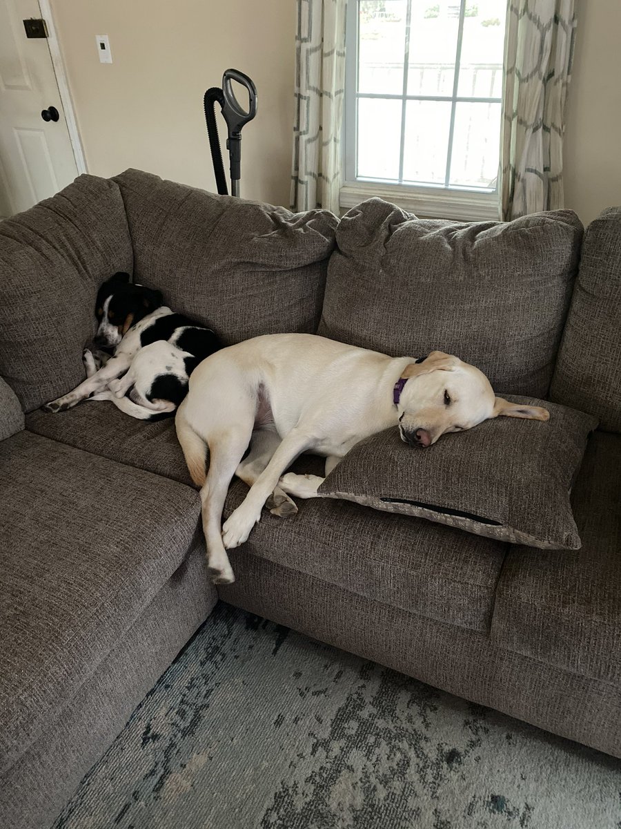 glbird1's tweet photo. @weatherchannel Patches &amp; Ellie. Hanson, MA https://t.co/L4PVaLNbeQ