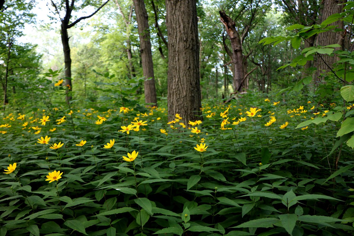 Forest Preserves (@fpdcc) on Twitter photo Stay in the loop with <a href="/FPDCC/">Forest Preserves</a>! 🌳
Sign up for our monthly *Forest Way* newsletter for news, events & volunteer opps—right to your inbox. 📬
📧 Subscribe now: bit.ly/4coEgWK Stay in the loop with <a href="/FPDCC/">Forest Preserves</a>! 🌳
Sign up for our monthly *Forest Way* newsletter for news, events & volunteer opps—right to your inbox. 📬
📧 Subscribe now: bit.ly/4coEgWK