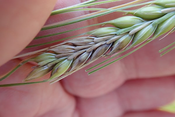 🔍 “Awareness, disease surveillance &amp; crop planning will definitely provide you with a better ability to manage surprises.” Dr. Kelly Turkington, Pathologist, AAFC 

Get more insights on monitoring and managing #FHB in #barley: barleybin.ca/managing-fusar…
#SaskAg <a href="/FungusAmungus3/">FungusAmungus</a>