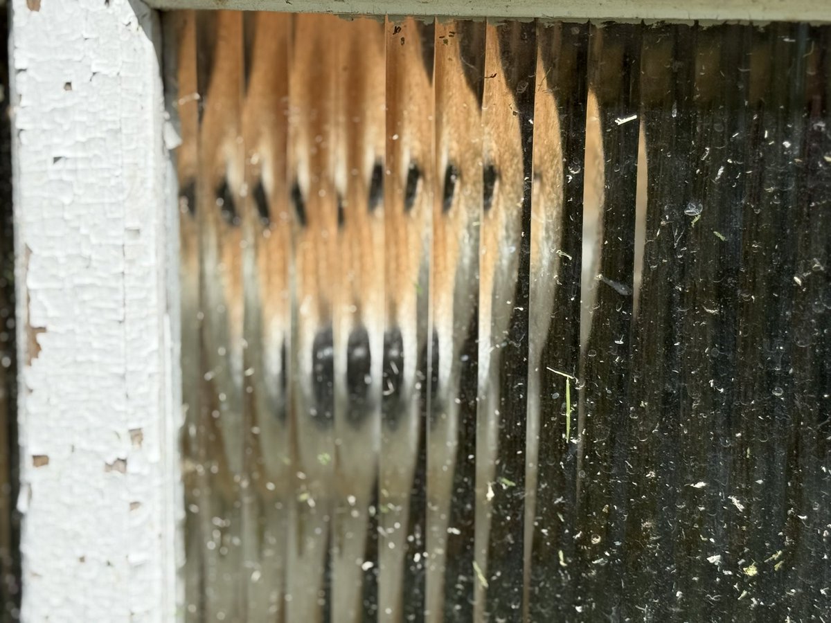 chachamarock's tweet image. アート柴

#柴犬