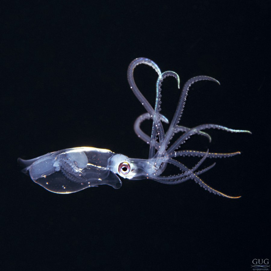 GugUnderwater's tweet image. The larval-stage Sharp-Ear #Enope #Squid. I’ve shot 10K photos of them, and 10K unique poses.
The same species featured in my Aliens Collection print, “Alien #3”.
#enopesquid #sharpearenopesquid #🦑 #cephalopod #blackwater #blackwaterdiving #chrisgug #gugunderwater #gug