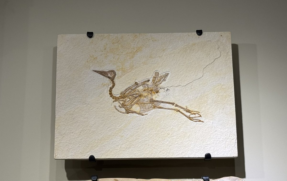 curioushino's tweet image. Gallinuloides wyomingensis
 @MuseumofNature 

 #FossilFriday  #金曜日だから化石貼る