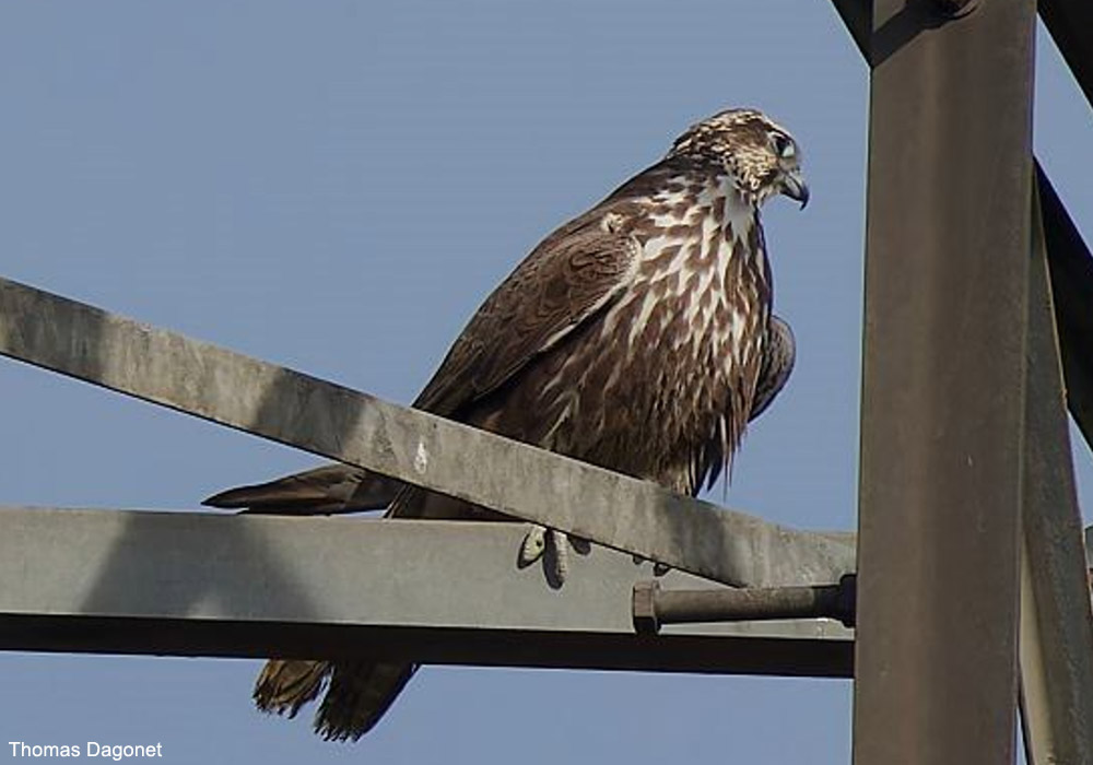 Ornithomedia (@ornithomedia) on Twitter photo Forte progression du nombre de couples de Faucons sacres dans l'ouest de la Roumanie depuis 2014 ➡️ Cliquez sur ce lien pour en savoir plus : ornithomedia.com/breves/forte-p…
#oiseaux #birds #ornithologie #ornithomedia #ornithology <a href="/ornishungarica/">Ornis Hungarica</a> Forte progression du nombre de couples de Faucons sacres dans l'ouest de la Roumanie depuis 2014 ➡️ Cliquez sur ce lien pour en savoir plus : ornithomedia.com/breves/forte-p…
#oiseaux #birds #ornithologie #ornithomedia #ornithology <a href="/ornishungarica/">Ornis Hungarica</a>