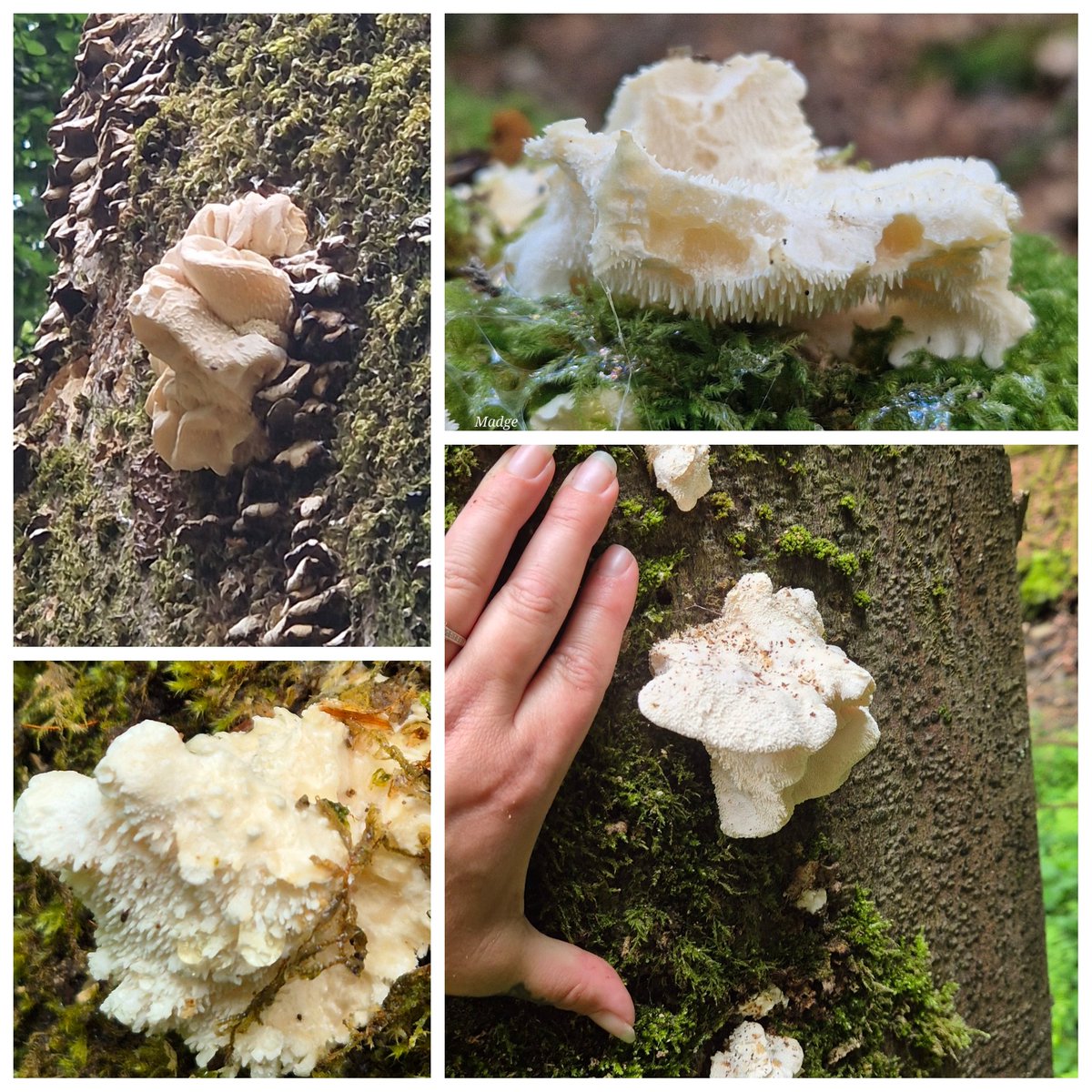 Madi Madarch 🍄🏴 (@muscariamadge) on Twitter photo Hericium Cirrhatum
A picture for each year I've found it on the same tree, with a staggering 16 fruiting bodies counted on the same tree today 🥰
#fungifriday #rarefungi #raremushroom <a href="/WalesOnline/">WalesOnline 🏴</a> <a href="/itvnews/">ITV News</a> <a href="/BBCWales/">BBC Wales 🏴</a> Hericium Cirrhatum
A picture for each year I've found it on the same tree, with a staggering 16 fruiting bodies counted on the same tree today 🥰
#fungifriday #rarefungi #raremushroom <a href="/WalesOnline/">WalesOnline 🏴</a> <a href="/itvnews/">ITV News</a> <a href="/BBCWales/">BBC Wales 🏴</a>