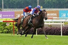 Stratosphere to stand the 2025 Breeding Season at $5,500 inc GST.

Stratosphere has had just 70 runners for 5 stakes performed horses.

Stratosphere has produced Singapore 2YO of the Year Greatham Boy in his first crop and the unbeaten stakes winning 2YO this year in Sanniya 🐎