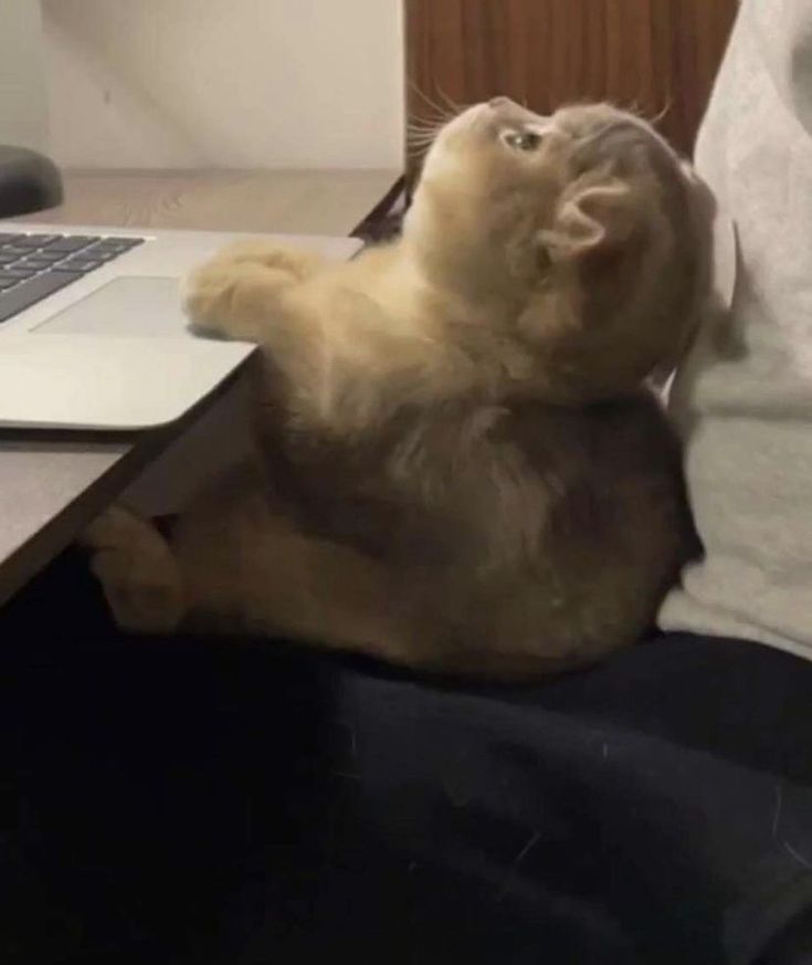 Cats all the way tweet media