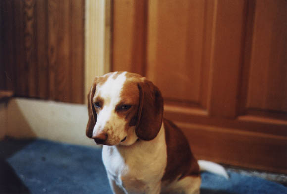 <a href="/besgle/">Mac and Poppy Beagle</a>