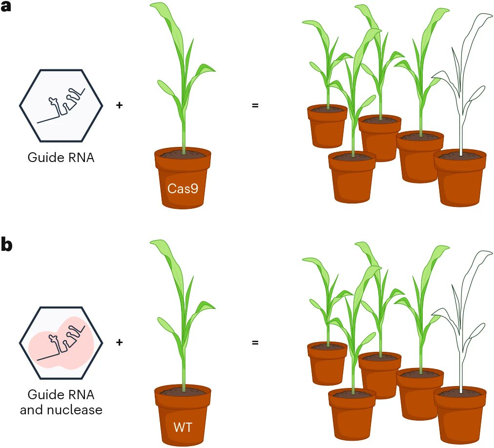 New Perspective: "Virus-induced gene editing free from tissue culture" rdcu.be/etNik

Recent work has brought virus-induced editing closer to achieving its promise to simplify plant gene editing by weaning it from its dependence on tissue-culture-based transformation.