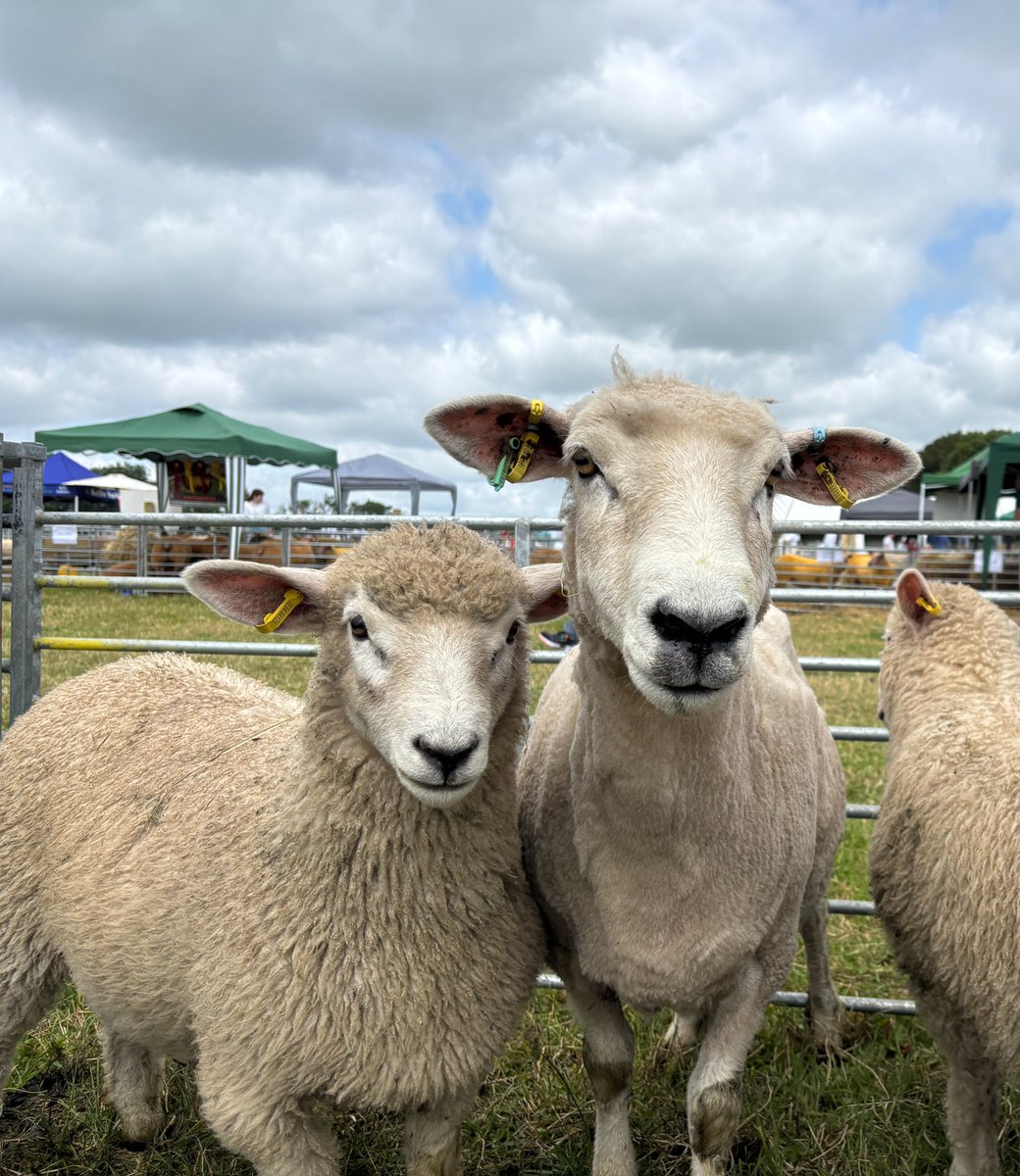 Great to attend the Sheep 2025 Open Day hosted by our collaborators <a href="/teagasc/">Teagasc</a>, where we visited the Flock Health display, packed with detailed info on internal and external parasites affecting Irish sheep! 🪱
A brilliant day full of the latest research and practical advice.🐑🌿