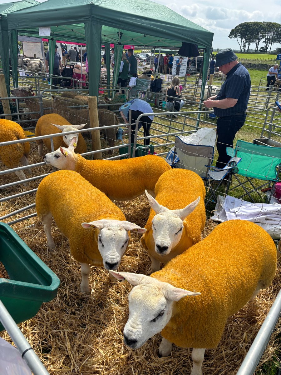 Molecular Parasitology at the University of Galway tweet media