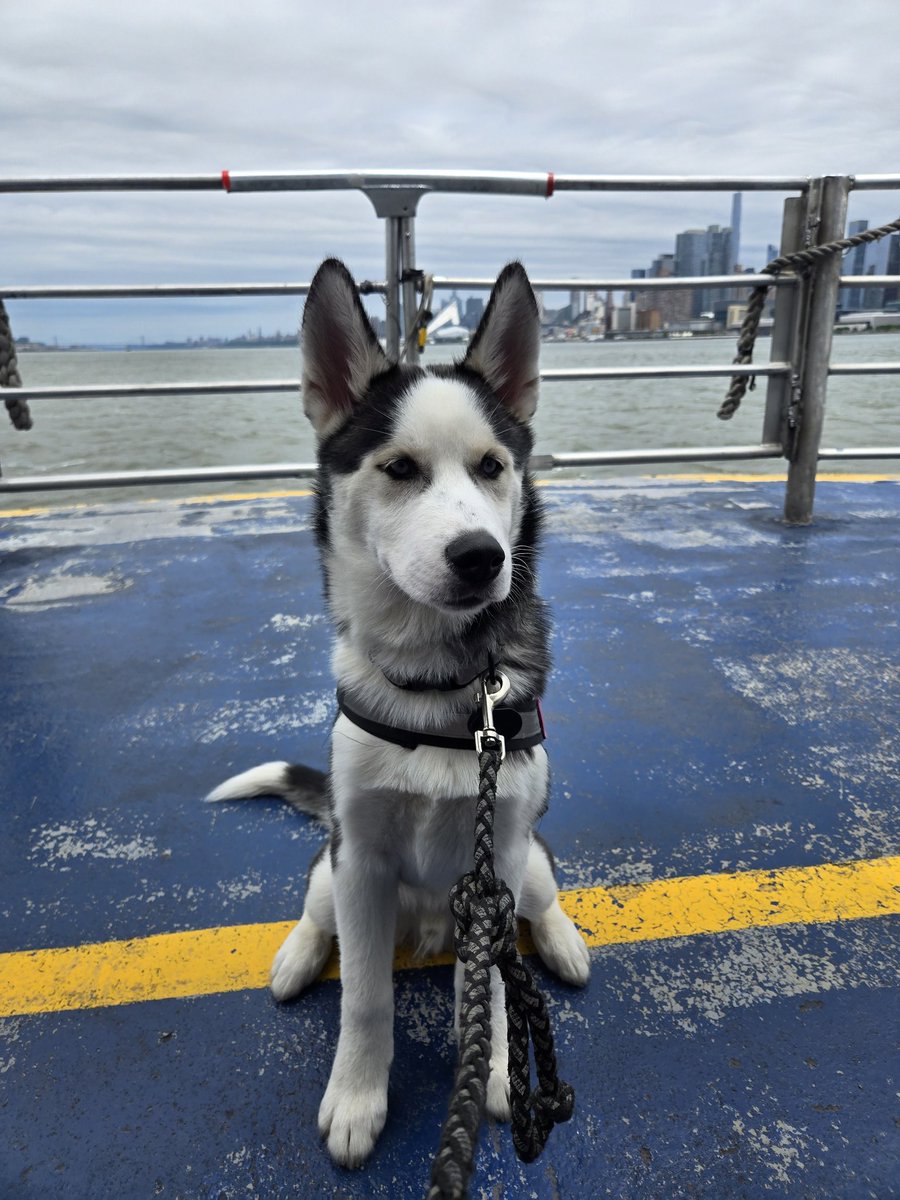 3PS pup ridin the ferry!