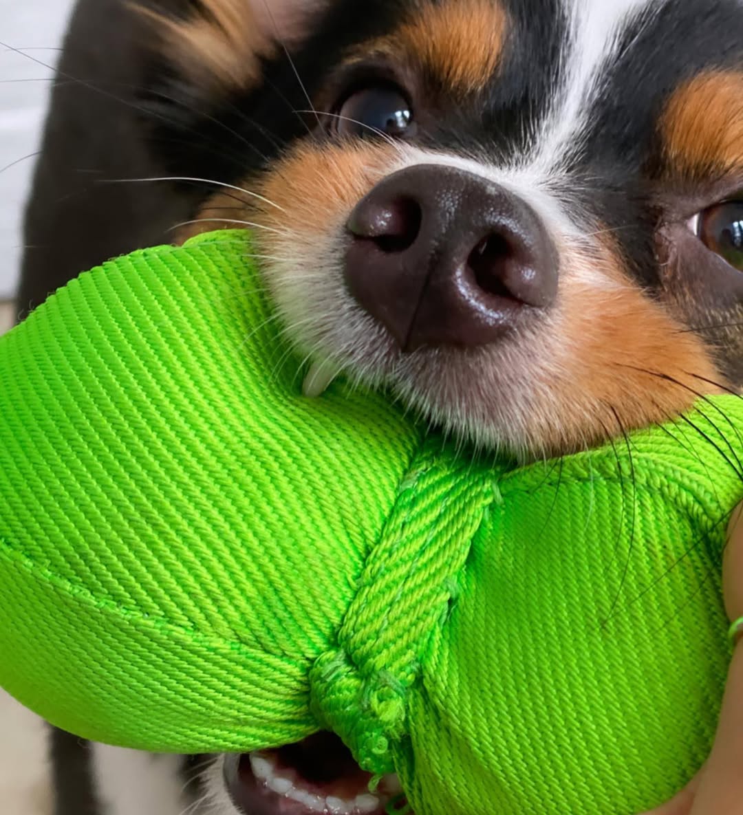 atlantapetlife's tweet photo. STOP SCROLLING! 🚨 This snoot needs a BOOP — stat! 👃💥
Heading into the weekend with a toy in our teeth and joy in our hearts 💚
🐶Max
Drop a boop in the comments to show some love to this adorable face!
#BoopTheSnoot #FridayFeels #WeekendVibes #DogsofAtlanta #PetsofInstagram https://t.co/A9EweUE0ng