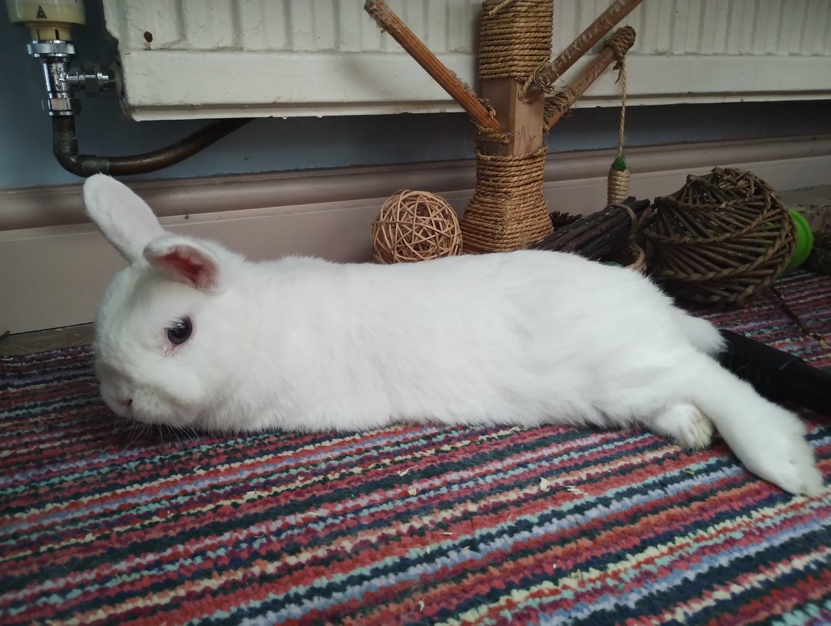 RabbitNeil's tweet image. No time to fit me in today unfortunately, I&apos;m booked in first thing Monday morning as they confirmed there are small spurs on the inside of my teeth. Some gut stimulant, mum has pain relief from another time, and they&apos;ll just monitor me until I can go! Happy to be home!