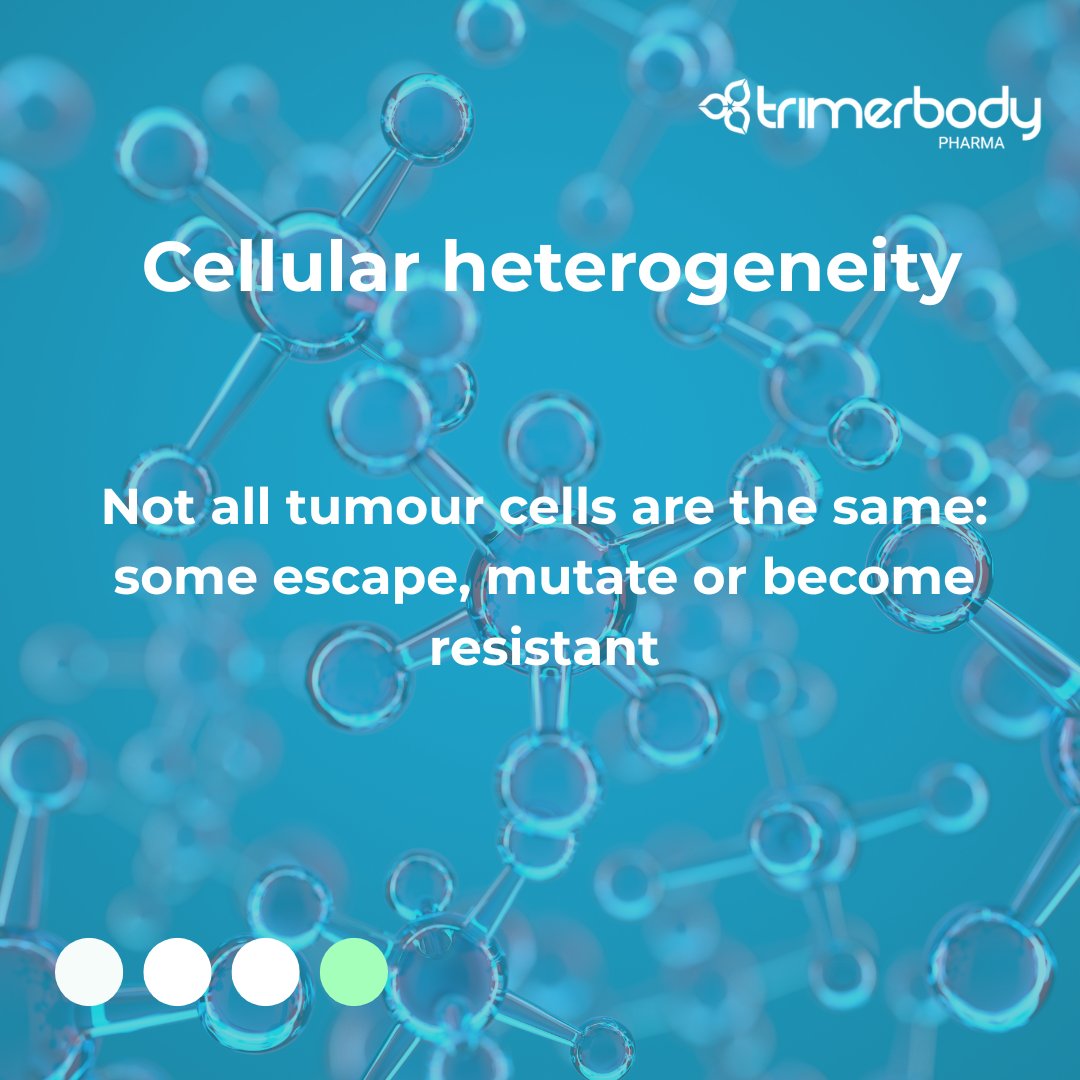 TrimerbodyPh's tweet image. Unlike haematological tumours like leukaemia, solid tumours such as breast, lung or colorectal cancer present physical and biological barriers that make treatment more challenging
Our mission: to overcome solid tumour barriers with the Next-generation agonistic antibodies