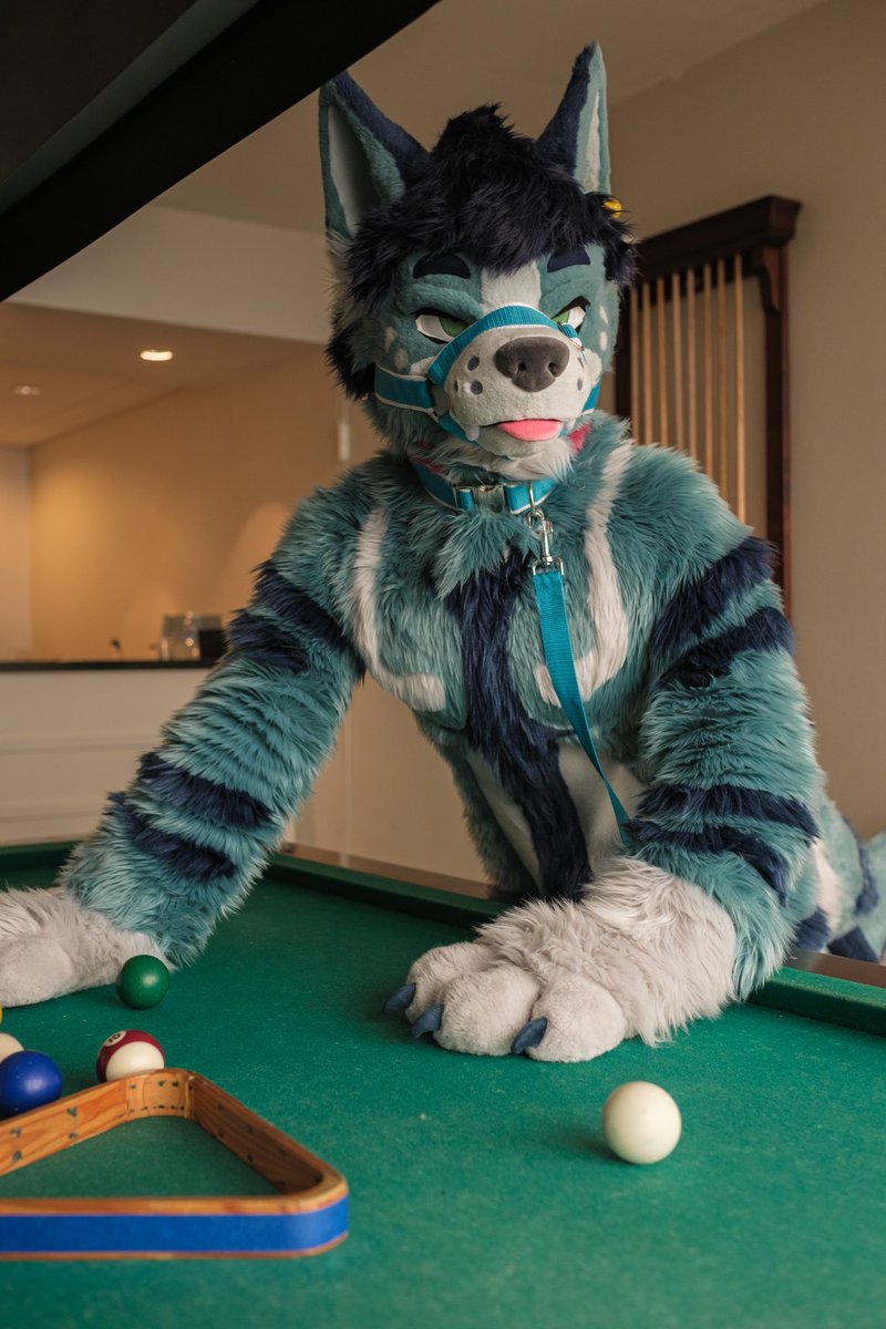wdym i cant swim in this pool???
then whats it for 😭 

📷 <a href="/butlerisatiger/">Butler 🛸 AC</a> 
#FursuitFriday