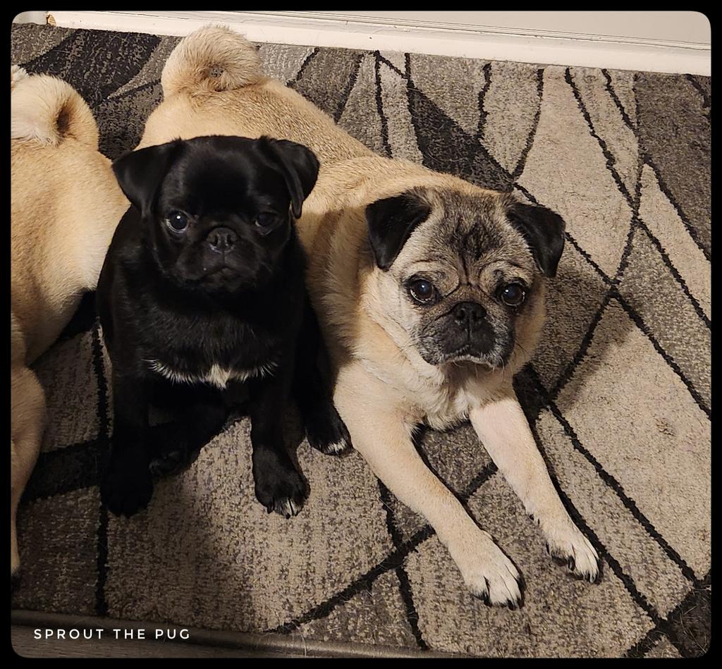 Sprout here! 

Don't tell anyone, but I think Sparkle is starting to like JuiceBox. She allowed the kid to sit next to her, touching and everything!  🤣

#sparklewontadmitit #maybejustalittle #puglife #blackpugpuppy #pugpuppy #fridayvibes