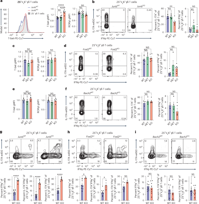 Waggoner Lab (@labwaggoner) on Twitter photo Restriction of innate Tγδ17 cell plasticity by an AP-1 regulatory axis <a href="/NatImmunol/">Nature Immunology</a> <a href="/MariaCiofani/">Maria Ciofani</a>
nature.com/articles/s4159… Restriction of innate Tγδ17 cell plasticity by an AP-1 regulatory axis <a href="/NatImmunol/">Nature Immunology</a> <a href="/MariaCiofani/">Maria Ciofani</a>
nature.com/articles/s4159…