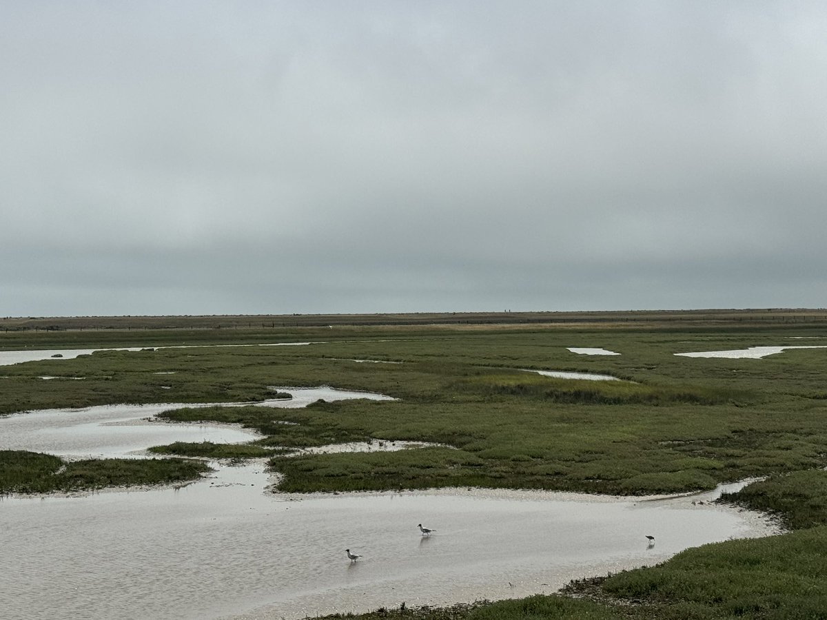 nancy_sorrell's tweet image. Great afternoon, walking, birdwatching and sand dune jumping. @JamesMoir10
#cambersands
#rye
#birdwatching
#sanddunes
#jumping
#walking