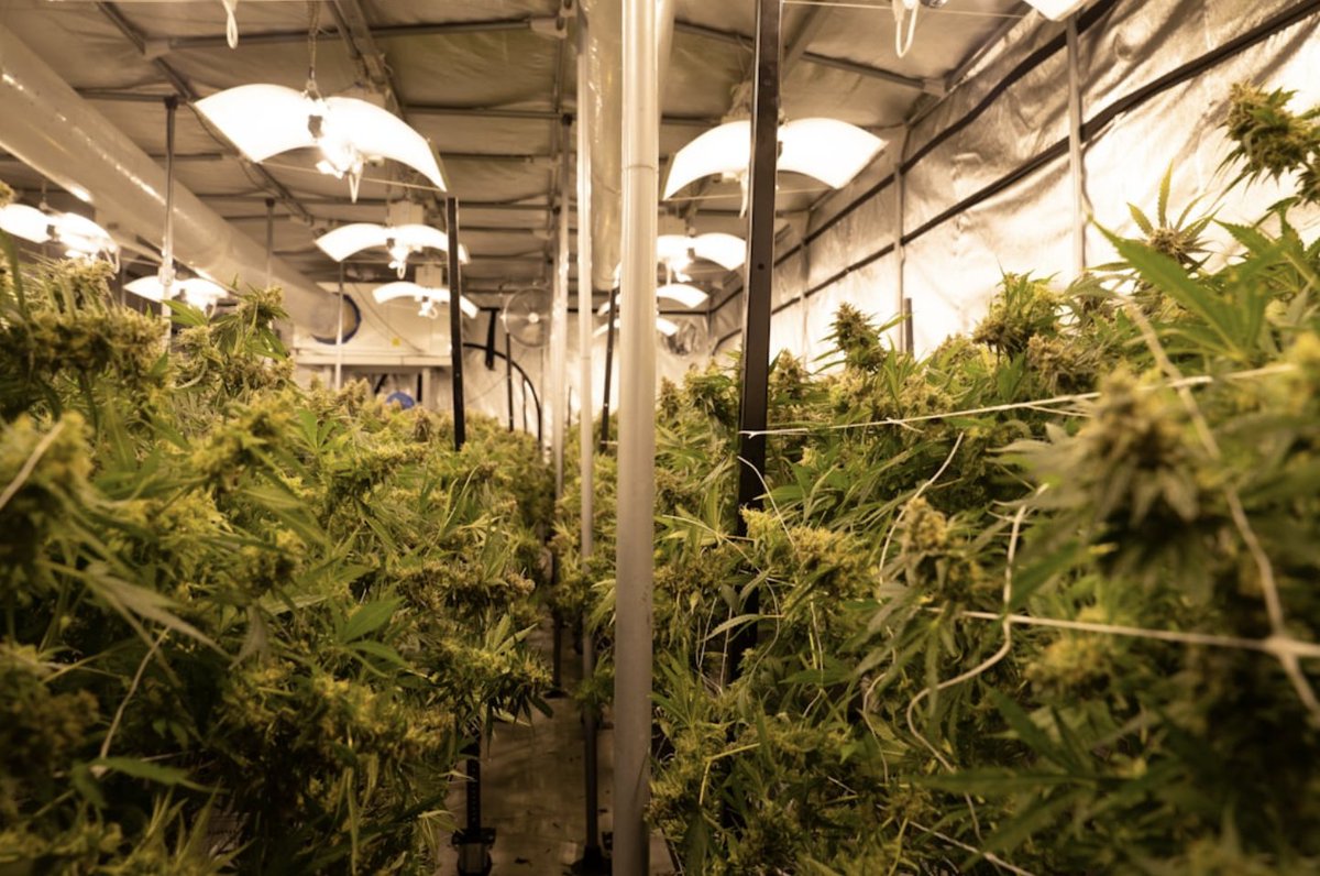 timgruver.bsky.social ☕📰💻 (@t_timeforce) on Twitter photo More cannabis growers in Washington are calling it quits as prices fall and customers pull up anchor. 💸
The billion-dollar question here: Where is our fair state's surplus weed going? New numbers show someone may be repackaging it for the black market.
washingtonobserver.substack.com/p/hard-times-i… More cannabis growers in Washington are calling it quits as prices fall and customers pull up anchor. 💸
The billion-dollar question here: Where is our fair state's surplus weed going? New numbers show someone may be repackaging it for the black market.
washingtonobserver.substack.com/p/hard-times-i…