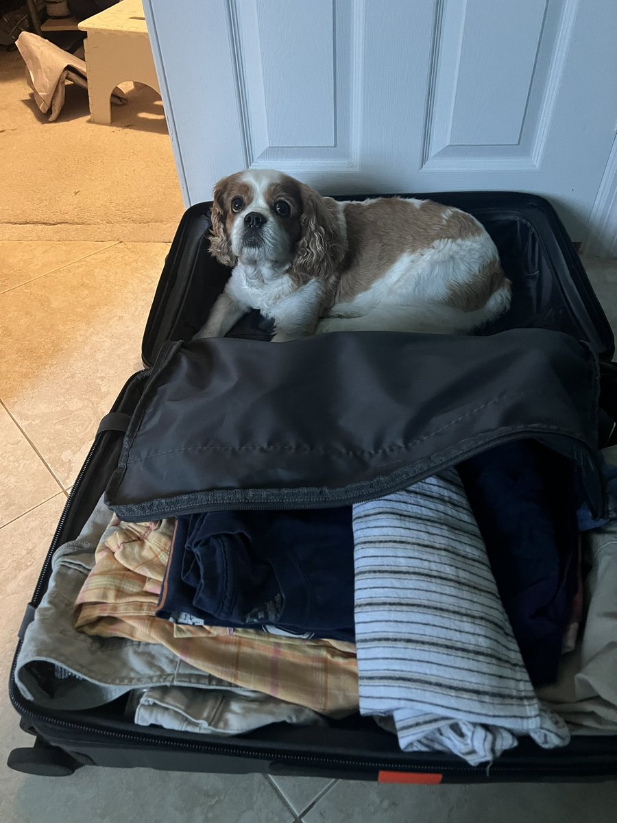 KellyNoseyroo's tweet image. #packingtips