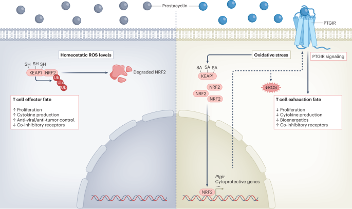 Waggoner Lab (@labwaggoner) on Twitter photo The prostacyclin receptor PTGIR is a NRF2-dependent regulator of CD8+ T cell exhaustion <a href="/NatImmunol/">Nature Immunology</a> <a href="/DrRGJonesLab/">Russell Jones</a>
nature.com/articles/s4159…
nature.com/articles/s4159…
Preview by <a href="/AOxenius/">Annette Oxenius</a> The prostacyclin receptor PTGIR is a NRF2-dependent regulator of CD8+ T cell exhaustion <a href="/NatImmunol/">Nature Immunology</a> <a href="/DrRGJonesLab/">Russell Jones</a>
nature.com/articles/s4159…
nature.com/articles/s4159…
Preview by <a href="/AOxenius/">Annette Oxenius</a>