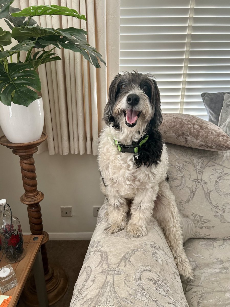 Leo does have 4 legs apparently. Definitely decided this is his spot. Day 2 of being the “goodest” boy.