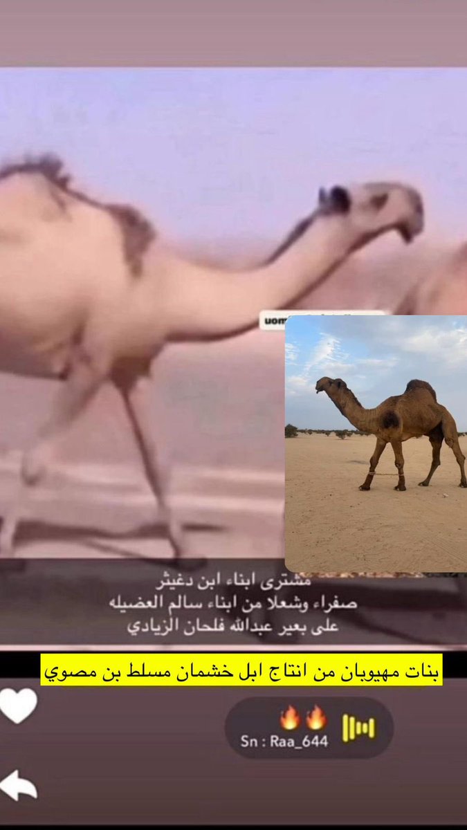 للاحاطه مشترى ابن دغيثر الاخير البكار من انتاج ابل خشمان بن مسلط بن مصوي العازمي