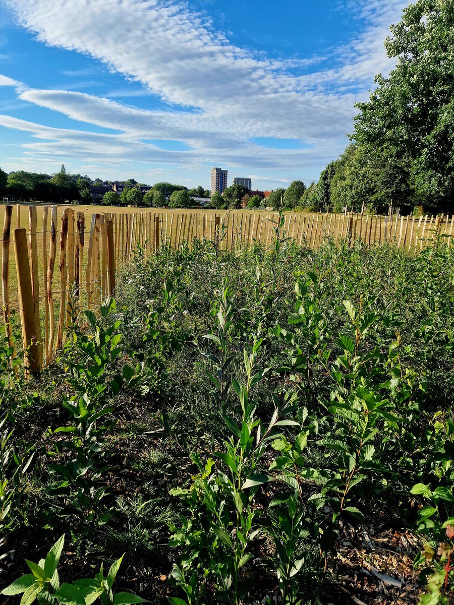 kingsmeadowBR1's tweet photo. We watered &amp; weeded the microforest tonight with great team effort! Thanks to Helen, Rose, Patrick &amp; Ana!❤️😍#kingsmeadowbr1 #kingsmeadowbromley #kingsmeadowpark #sundridge #BR1 #kingsmeadowparkbromley #bromleyparks #bromley #london #friendsofkingsmeadow #community #microforest https://t.co/Ort41Ywt7s