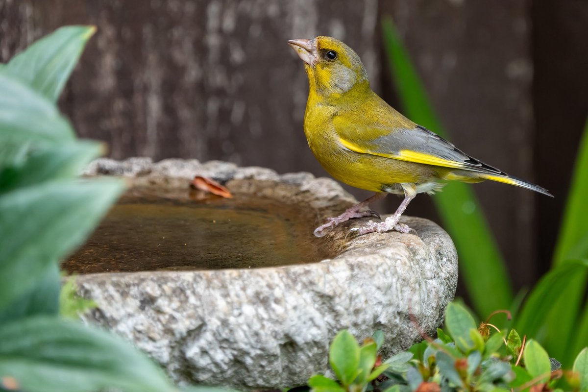 Male Greenfinch in my garden